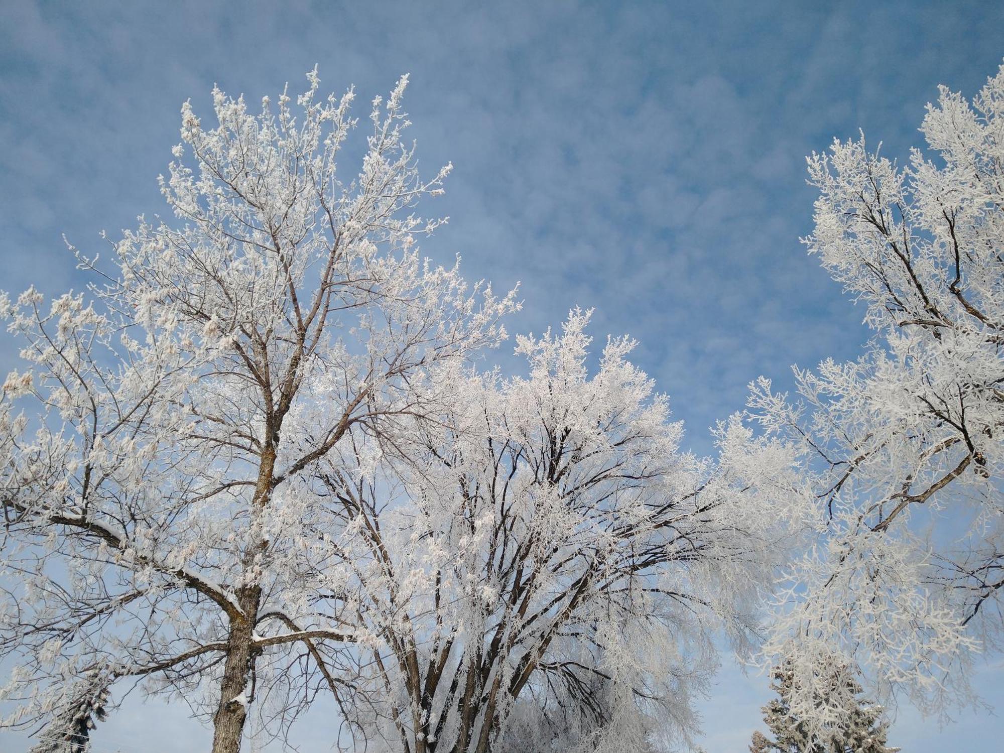 U Of A Homestay, Trails & Whyte Ave Эдмонтон Номер фото