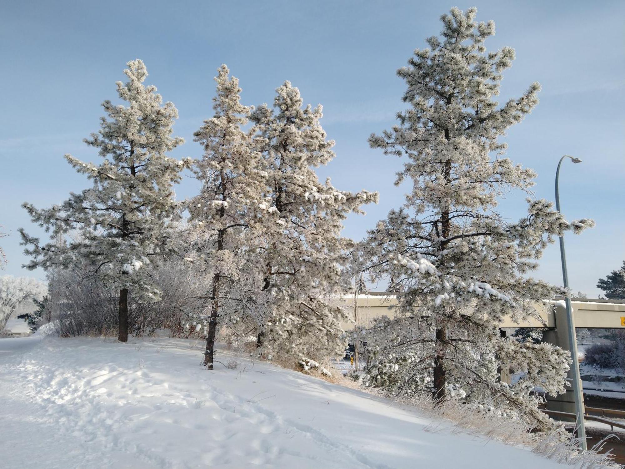 U Of A Homestay, Trails & Whyte Ave Эдмонтон Номер фото