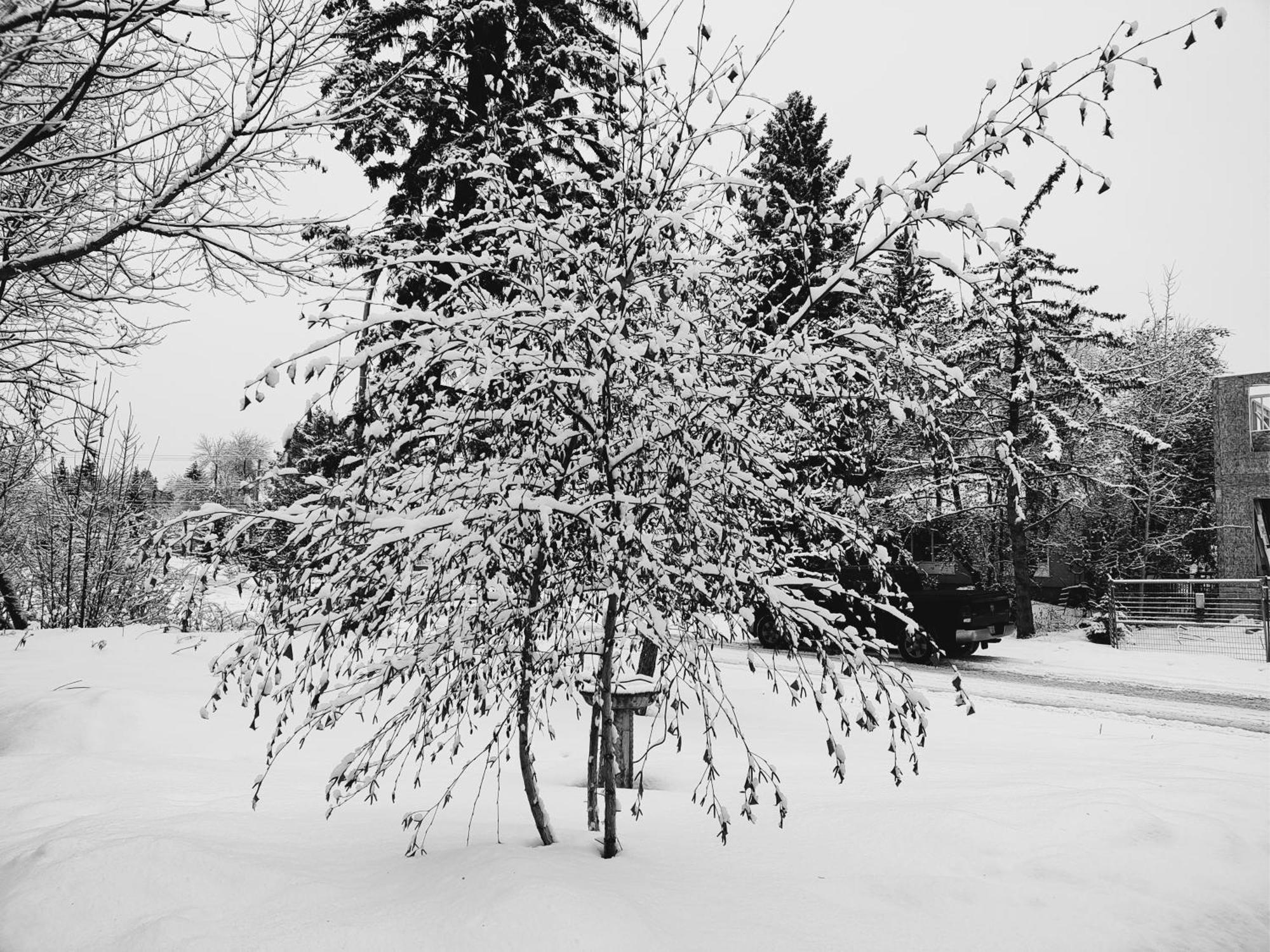 U Of A Homestay, Trails & Whyte Ave Эдмонтон Экстерьер фото